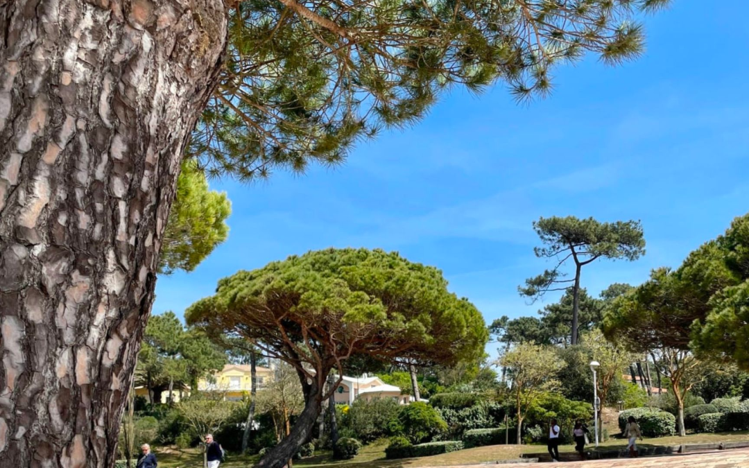 Arcachon et le moulleau: gourmandises, balades, artisans et tendances